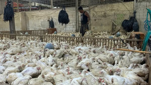 Kementan Sidak Pangkalan Ayam di Jakarta, Awasi Distribusi dan Harga Ayam Hidup